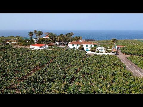 Drone Footage: Banana Trees As Far As You Can See + Rough Tenerife Lava