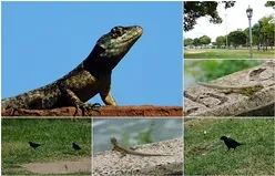 In search of the most beautiful animal [Esp/Eng].