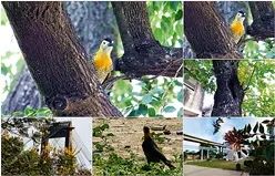 "The most beautiful animal" Woodpecker (The secret kept in plain sight)