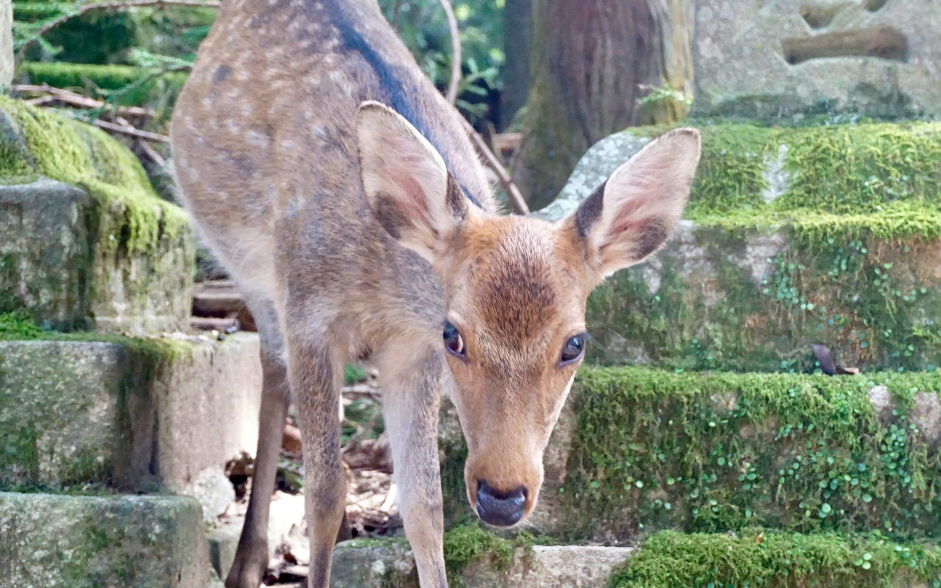 Nara