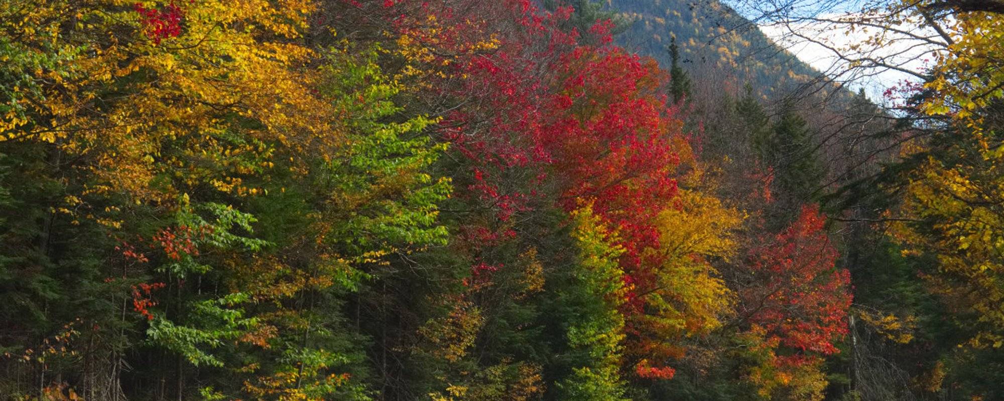 Autumn in New England - Life in Technicolor