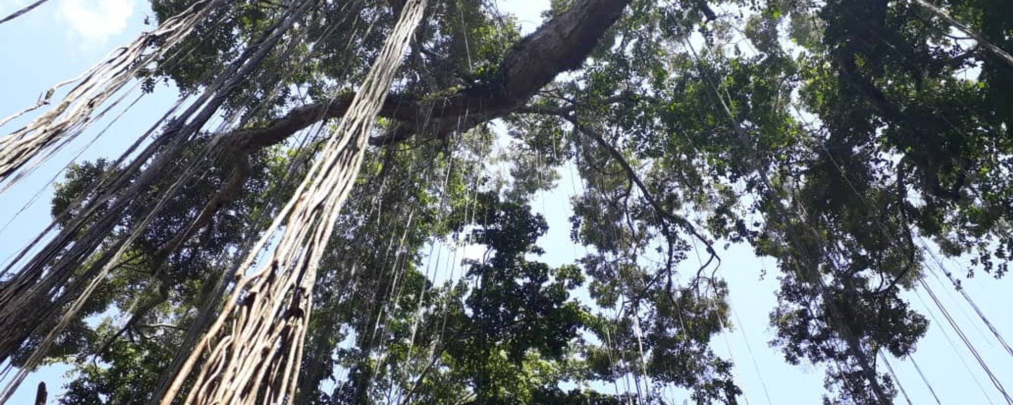 The forest was present in Rio Claro, Barquisimeto.