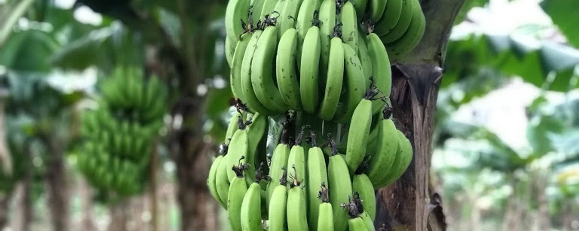 One Day on Raw Banana Garden | Know the nutritional qualities of raw bananas