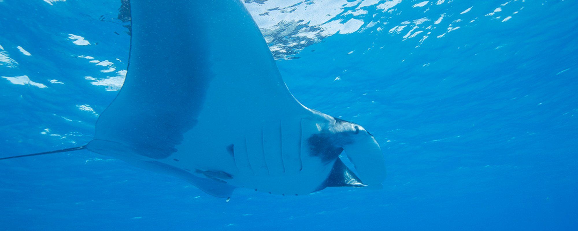 A LA RENCONTRE DE LA RAIE MANTA BIROSTRIS