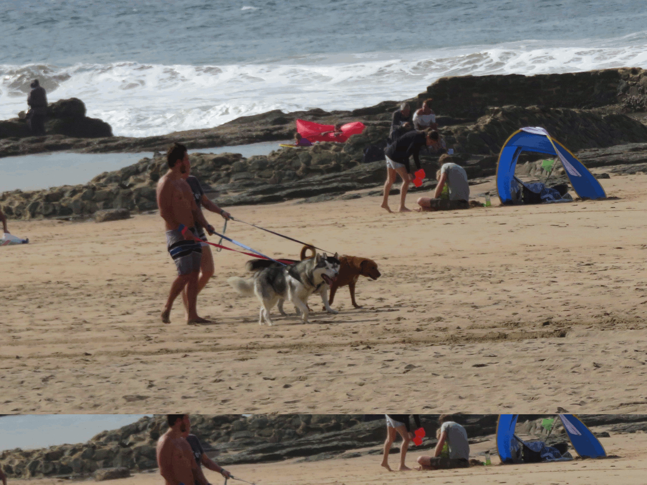 4310-Beach-Dogs.png
