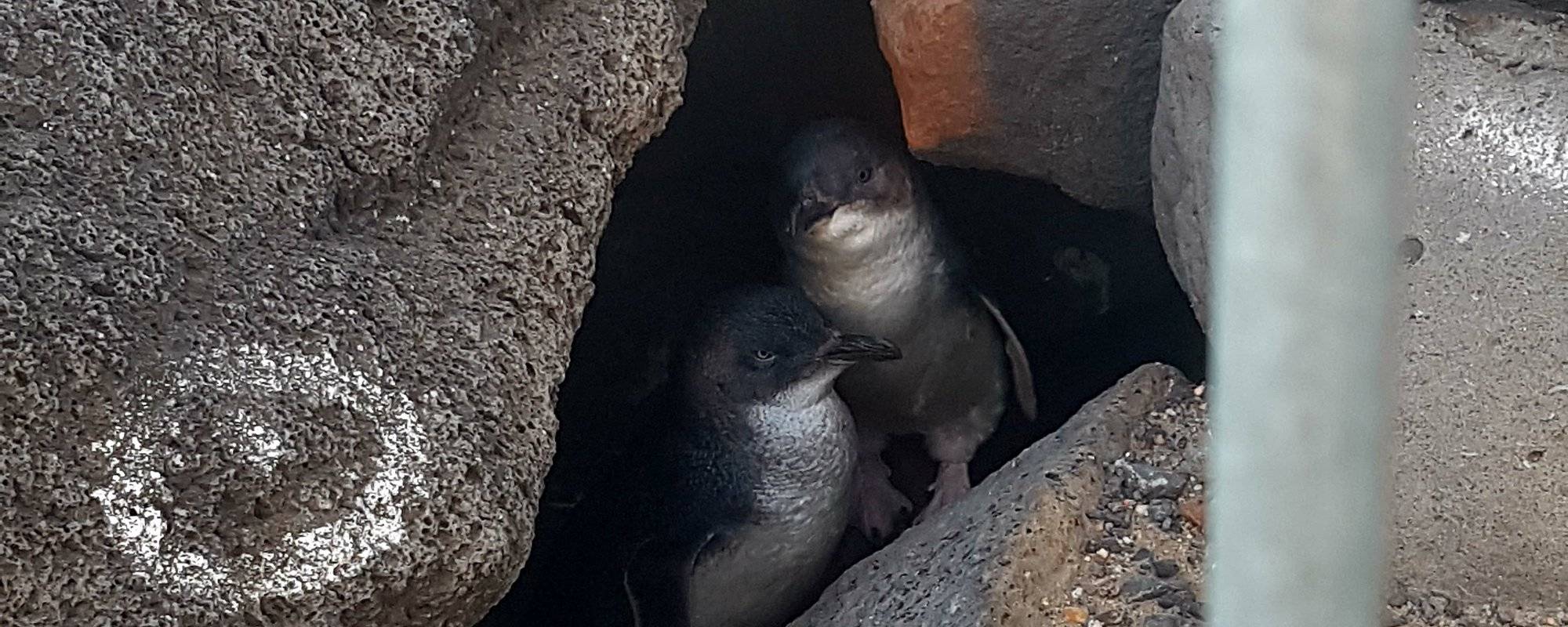 Spotting Little Penguins in St Kilda, Melbourne