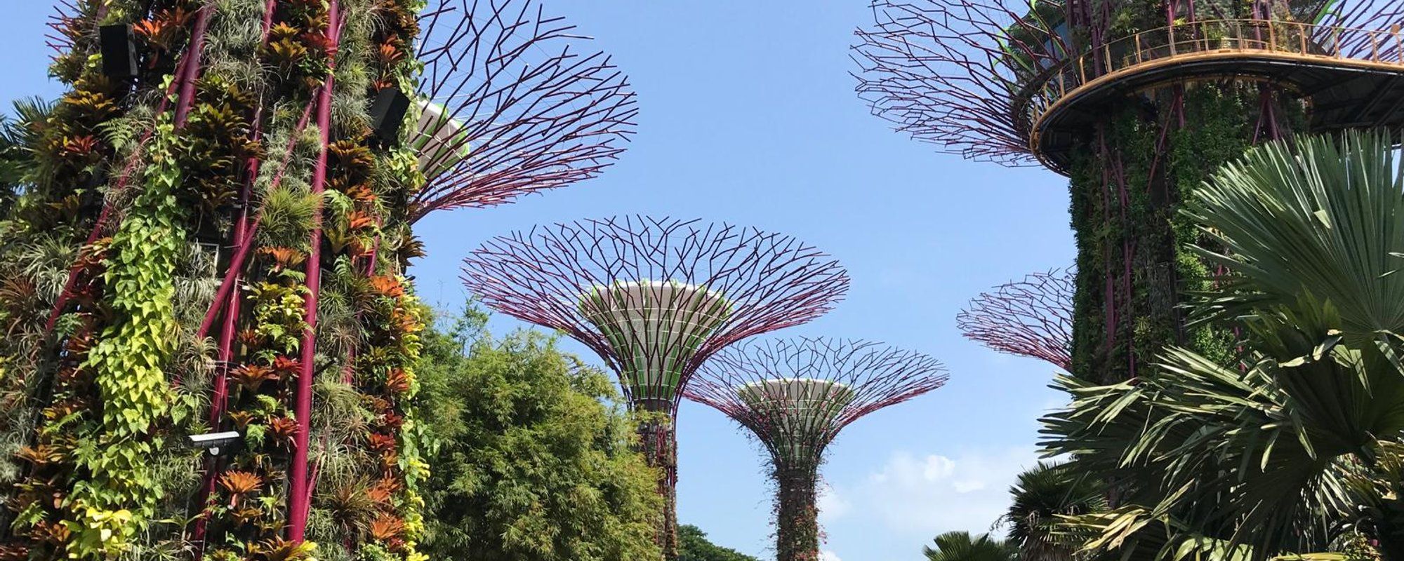 Breaking Routine: A Day of Exploration and Photography at Gardens by the Bay