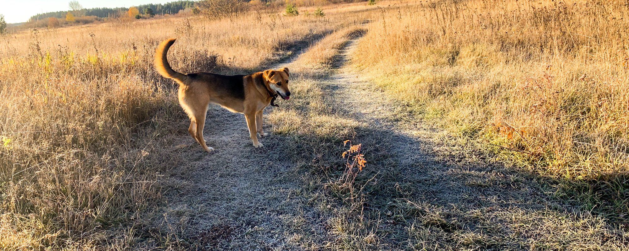 Morning Walk. The Feeling Of The Breath Of Winter (9 pics)