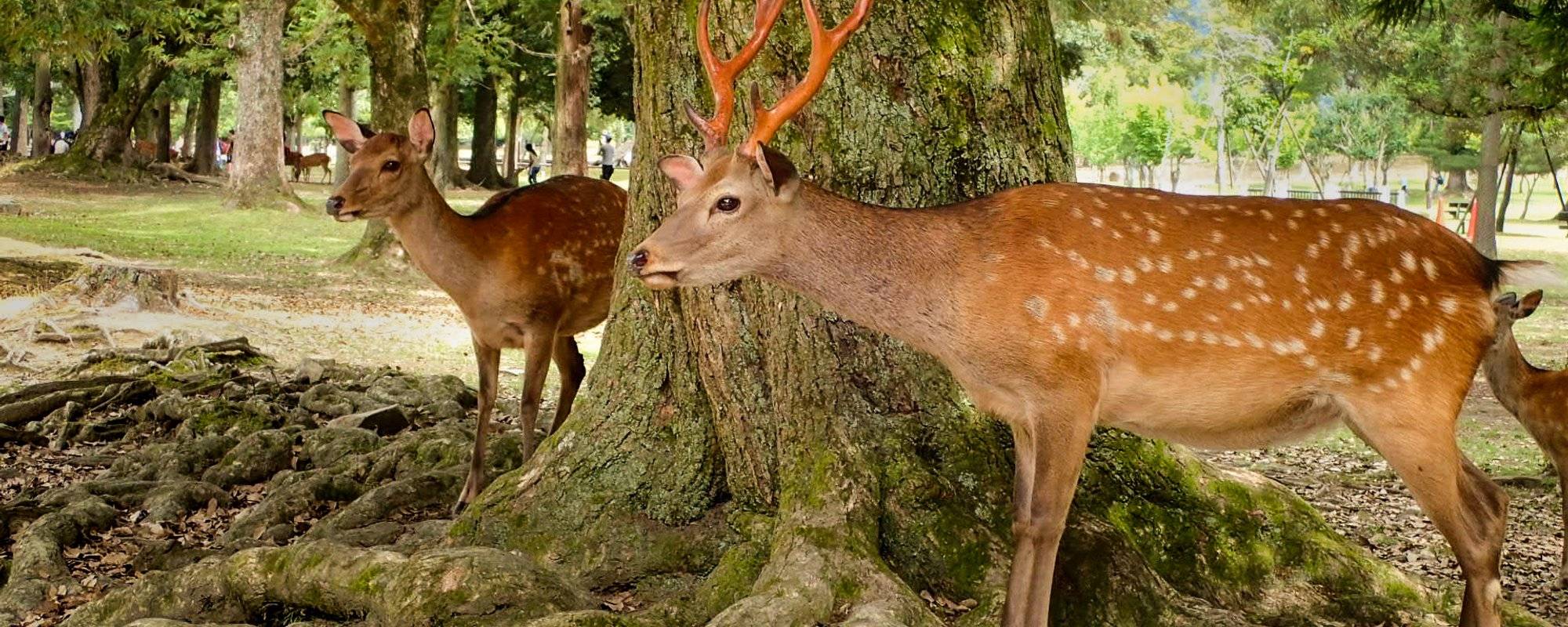 Meeting the Incredible Deer of Nara!!