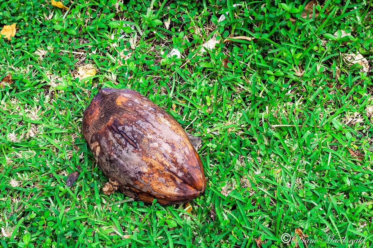 fallen coconut huahine.jpg