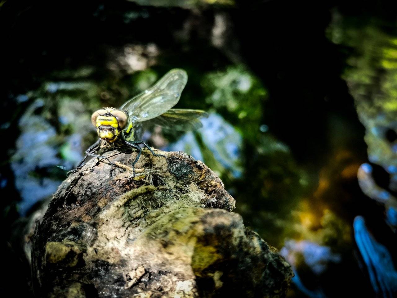 dead-dragonfly-in-river-buka.jpg