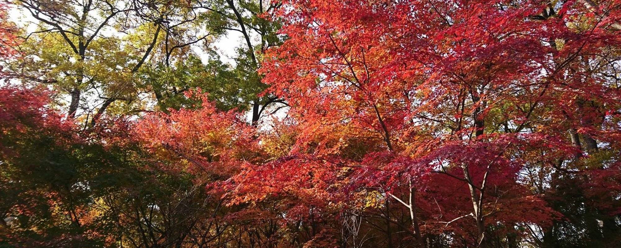 Japanese autumn leaves trip