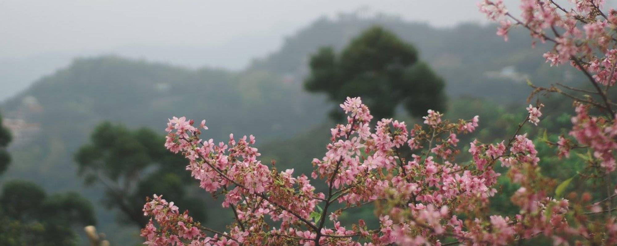 Taipei Trip: First Real Cherry Blossom at Maokong