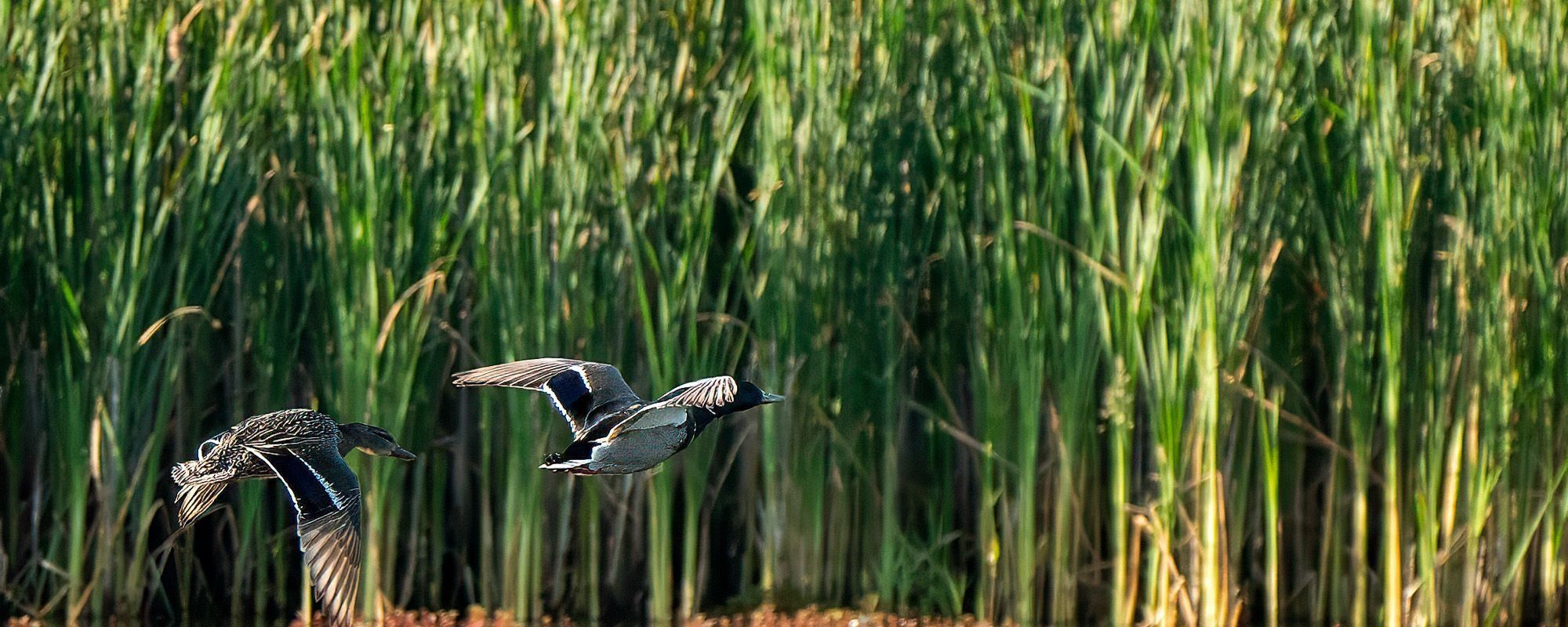 Sublime and Beautiful Sunday  Ducks