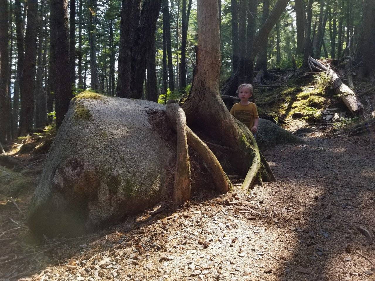 Leo tree boulder.jpg