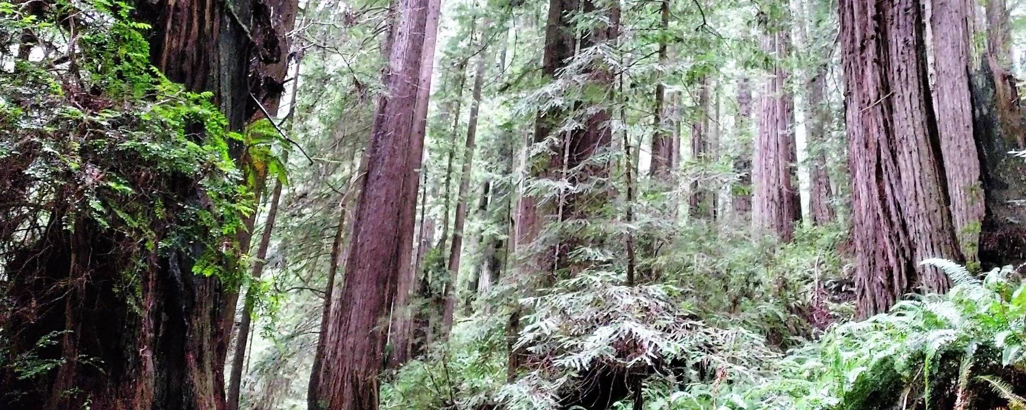 R2R Travelogue 12: Redwood Forests of Northern California