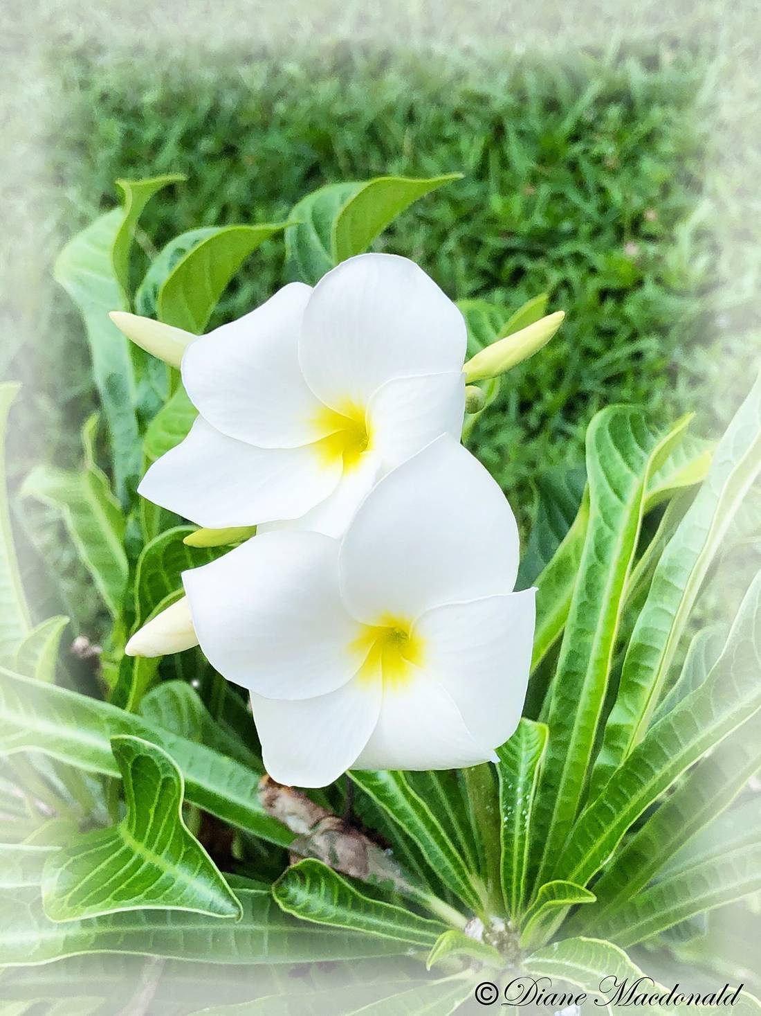 frangipani flowers.jpg