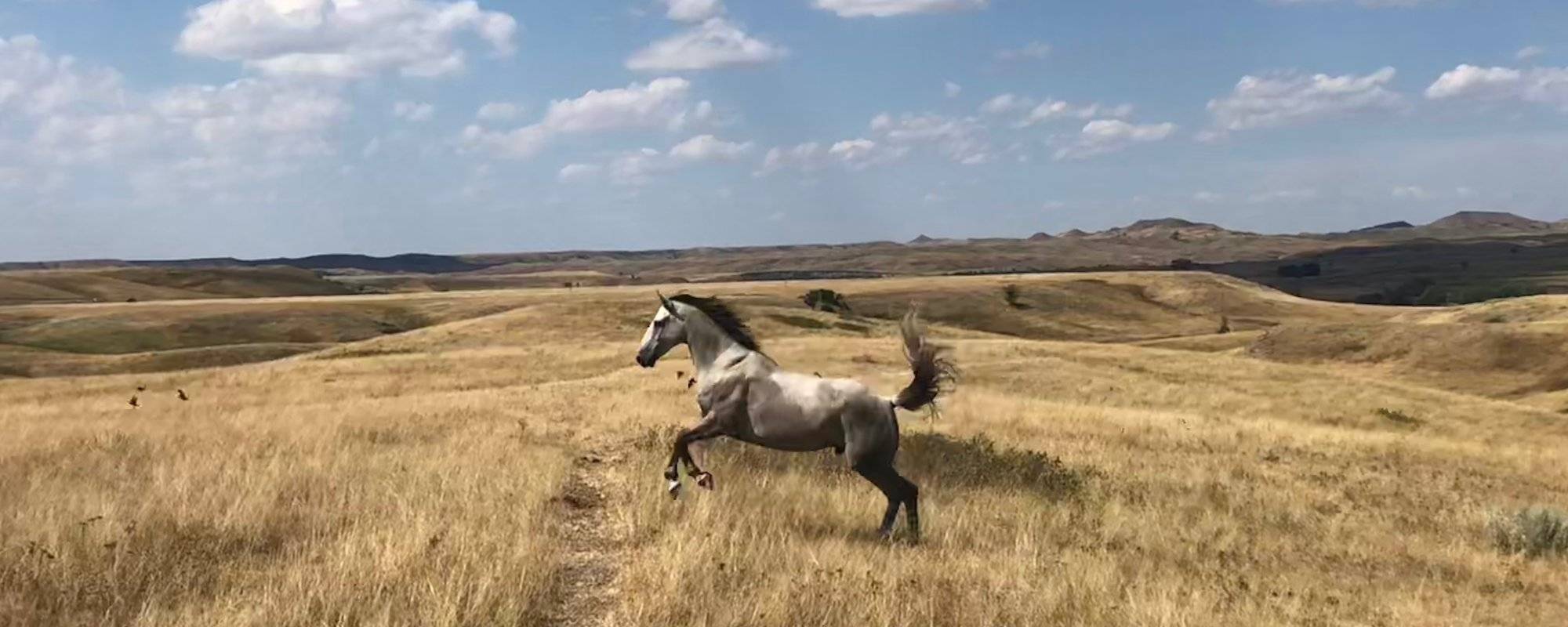 Chasing Wild Horses in South Dakota | Photo Album