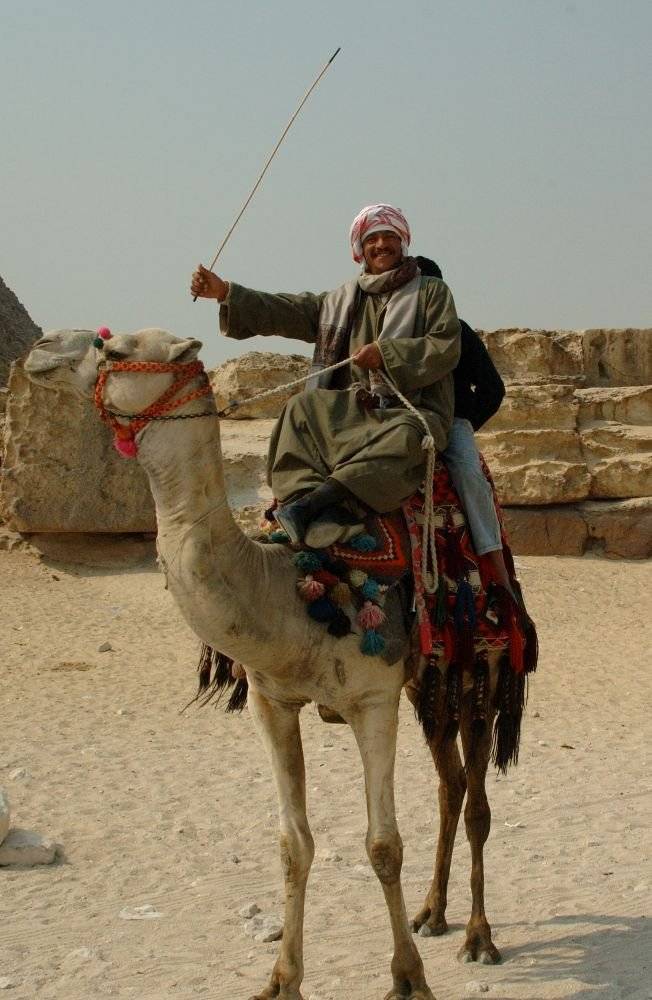 Fierce Camel Camper .....