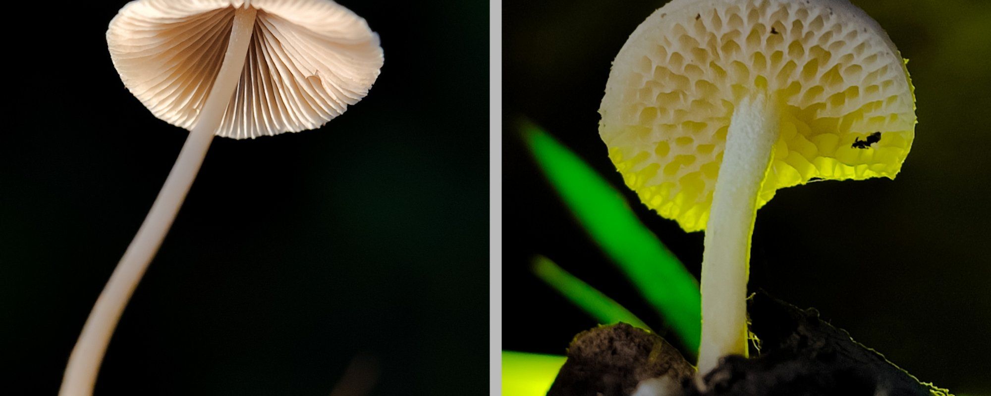 "Fungi Friday-Two Night Mushrooms from Kuala Dua Forest"