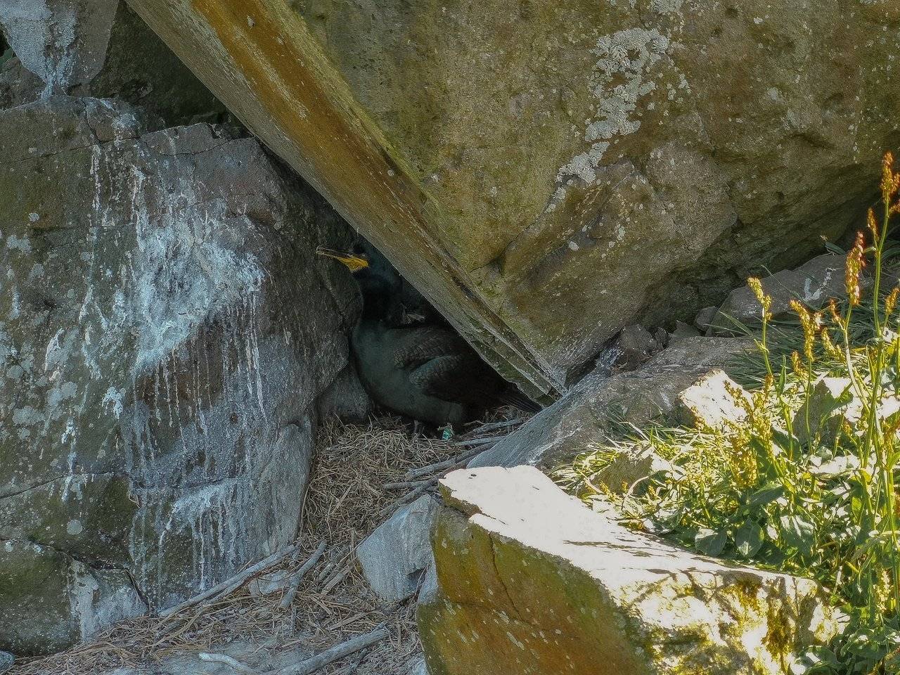 Cormorant protecting her chick, Lunga island, Scotland