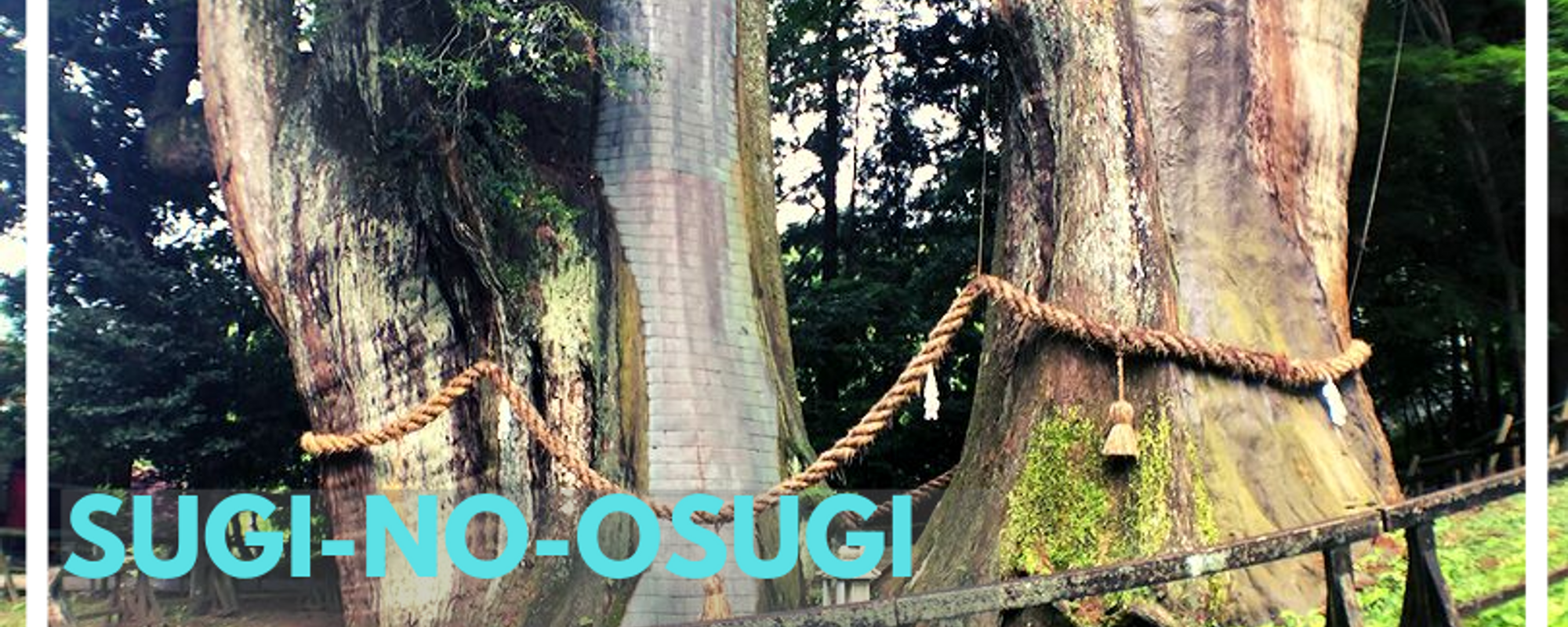 Sugi-no-Osugi The Tallest Cedar Tree in Japan, Kochi