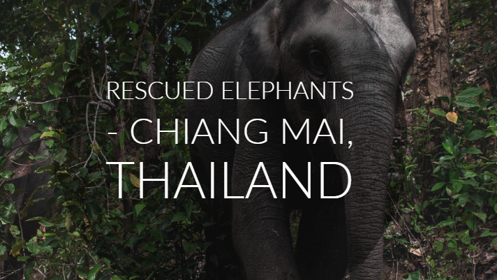 Rescued Elephants - Chiang Mai, Thailand