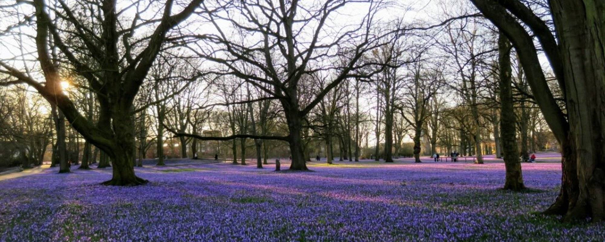 Overlay of Purple Crocus in our City Park