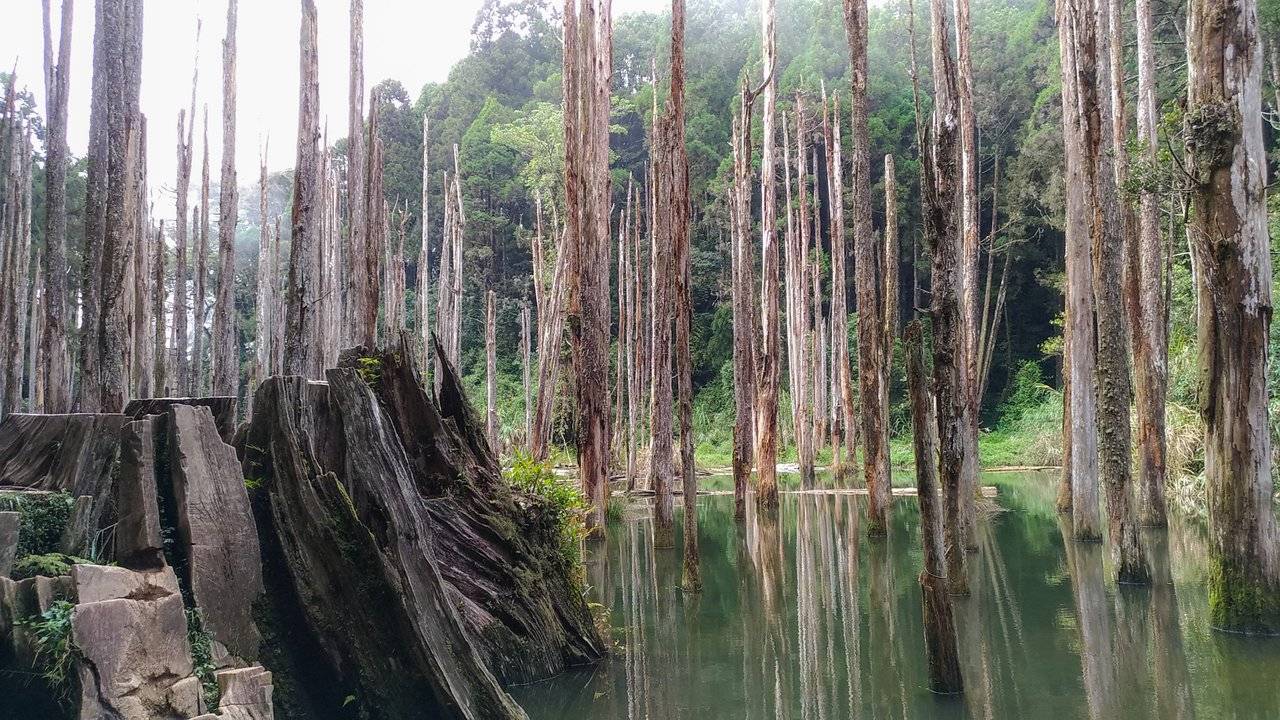 Enchanting Forest in Taiwan