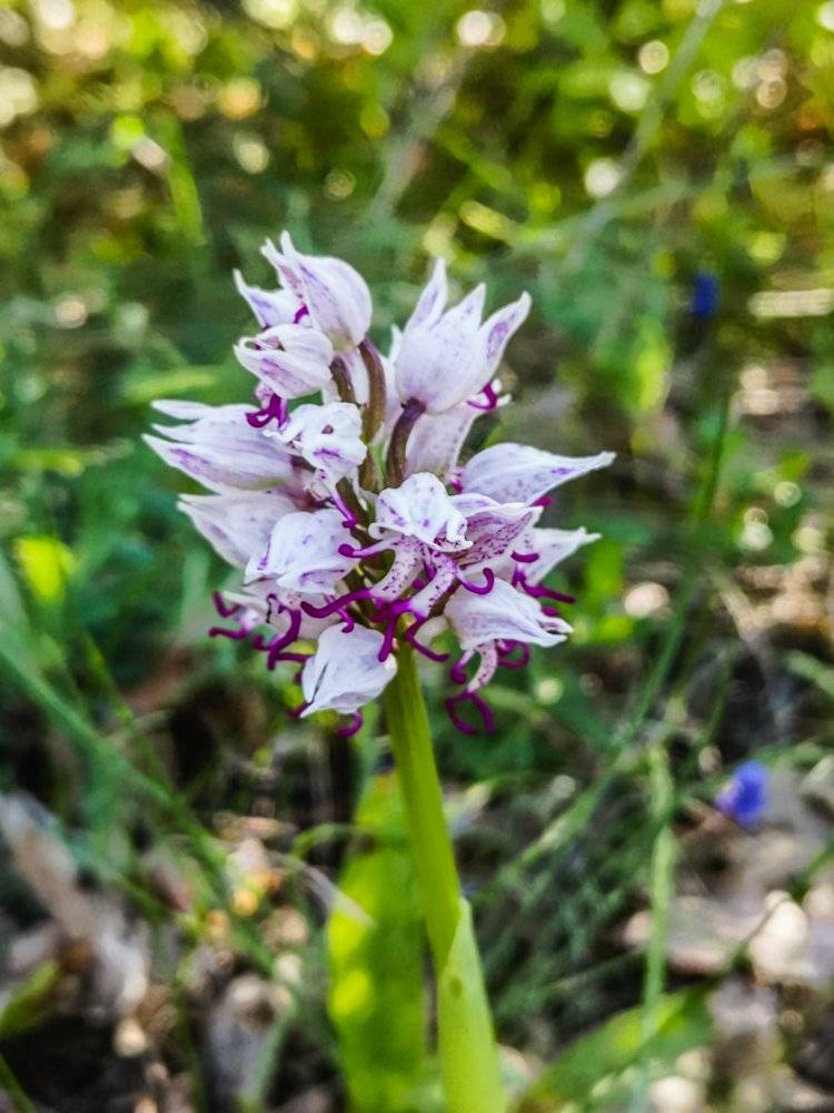 European Orchid - Orchis Militaris.jpg