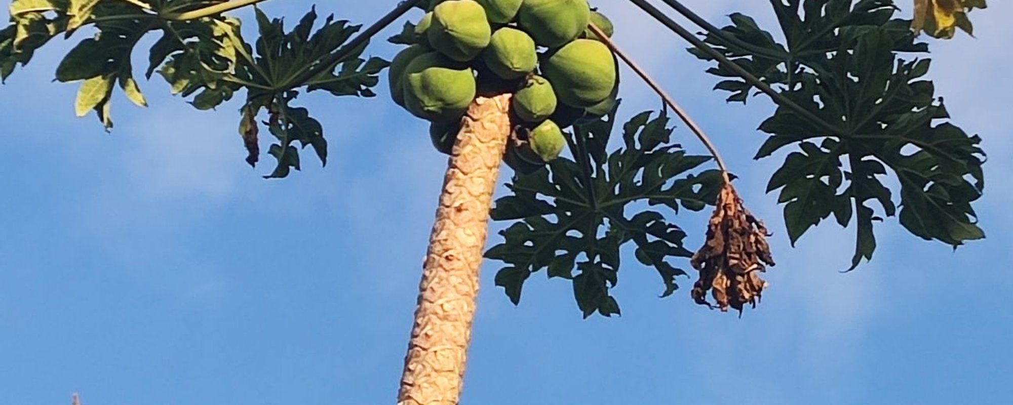 Mamão Papaya 