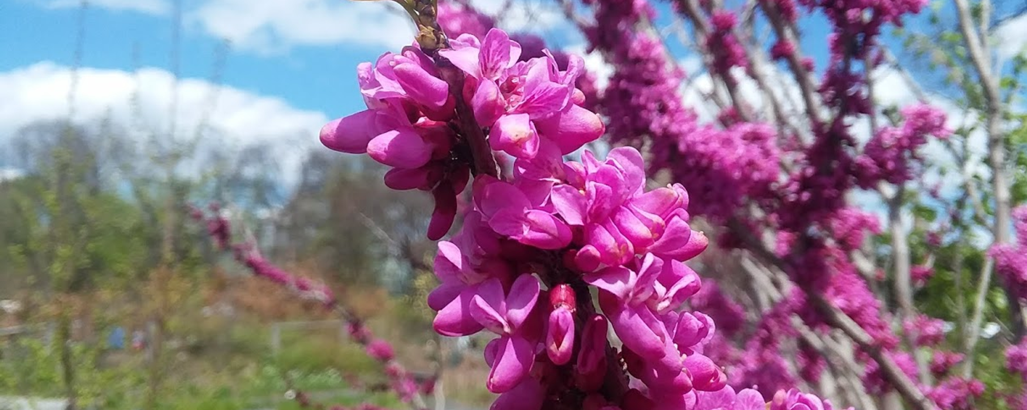 Sakura Matsuri: Cherry Blossom Festival @ The Brooklyn Botanic Garden