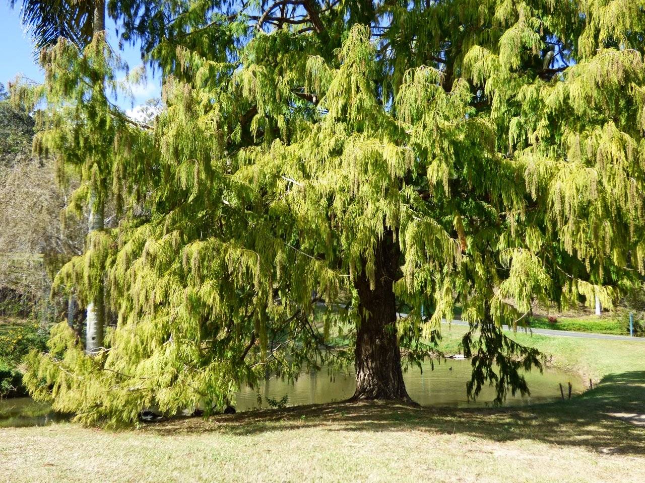 Cedar tree.jpg