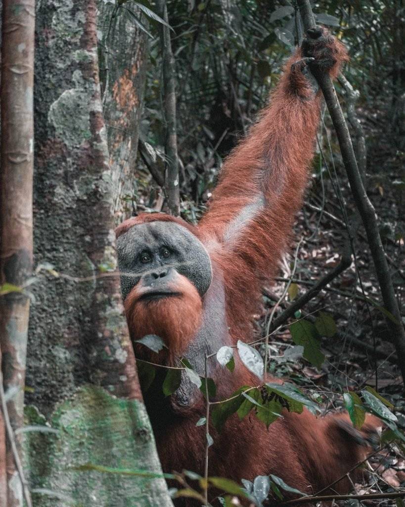 orangutans sumatra