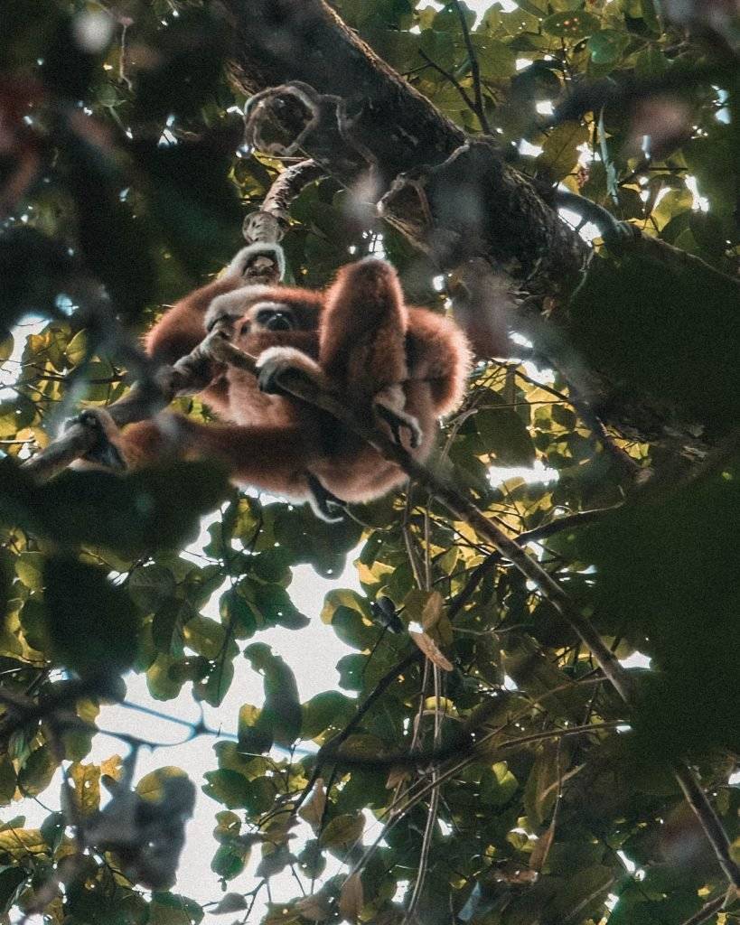 monkey sumatra