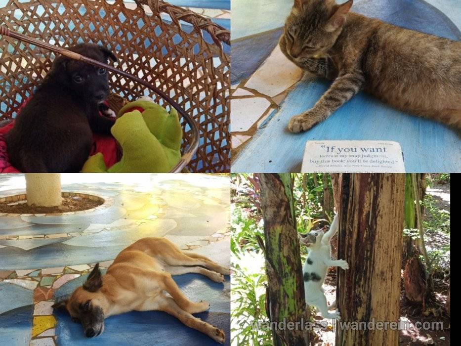 Bahay Kalipay Rescue cats and dogs