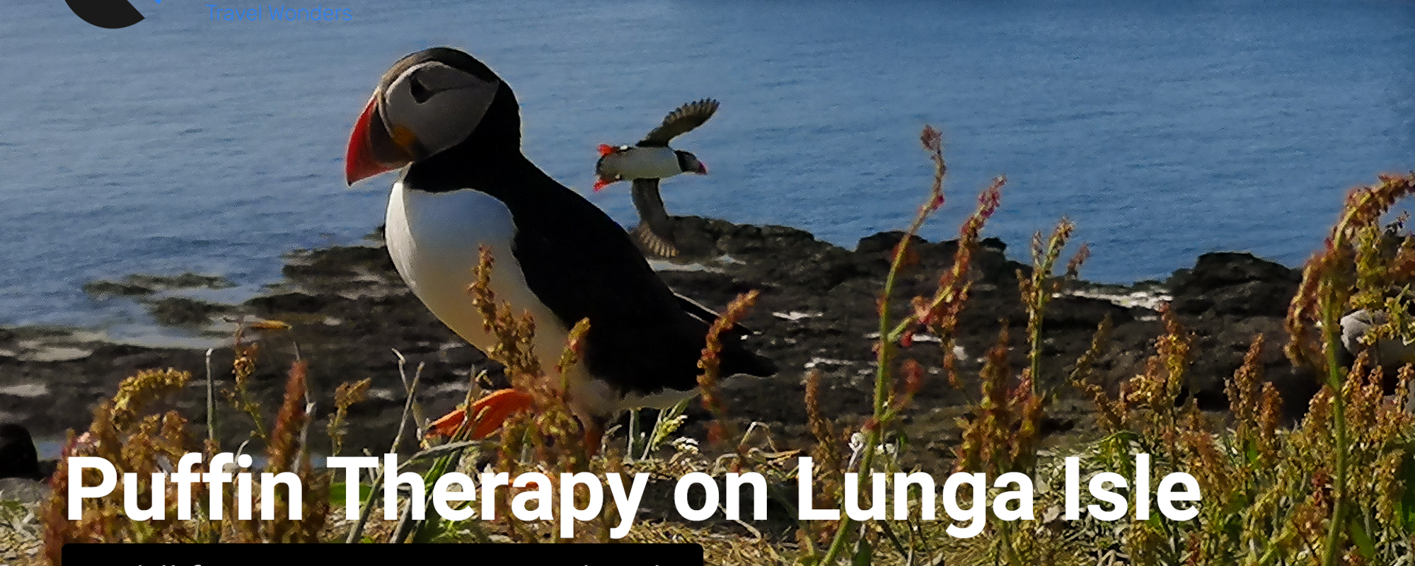 Puffin Therapy on Lunga Island, Wildlife Tour in Scotland
