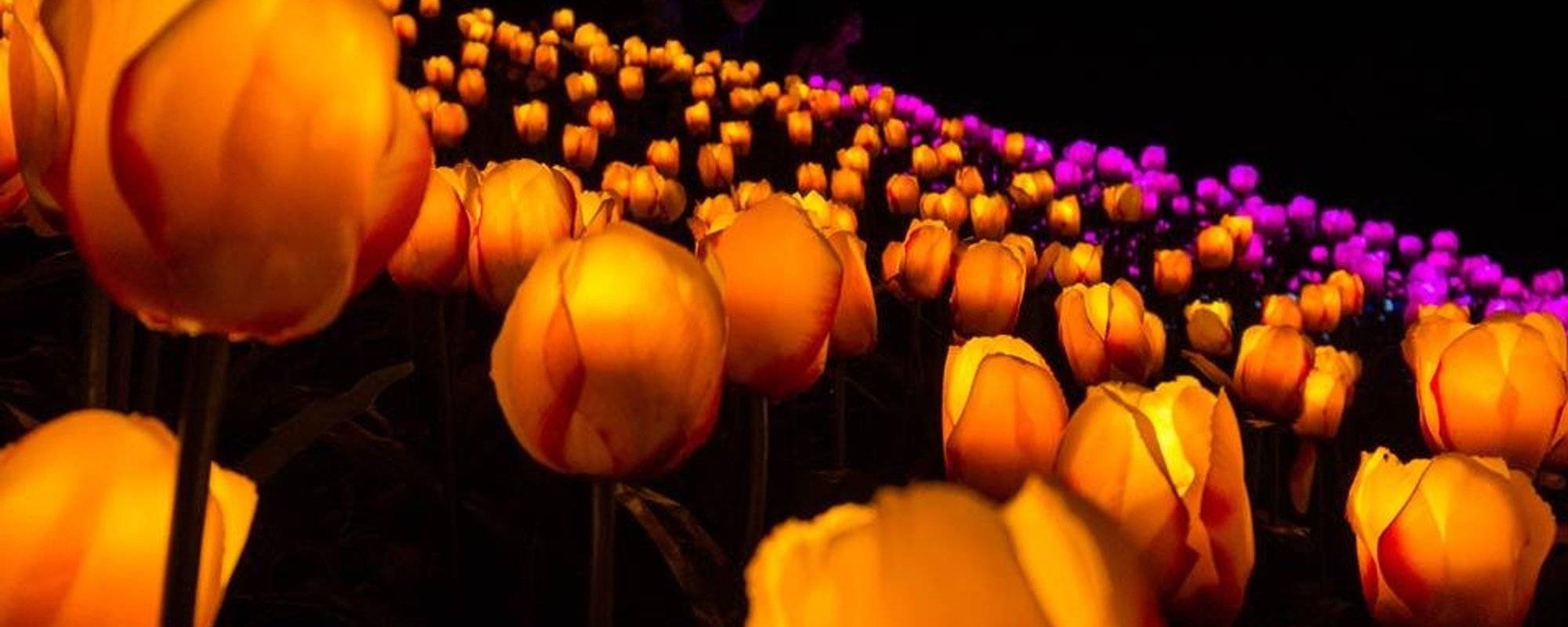 Bohol's Romantic Glowing 20k Tulips and Roses