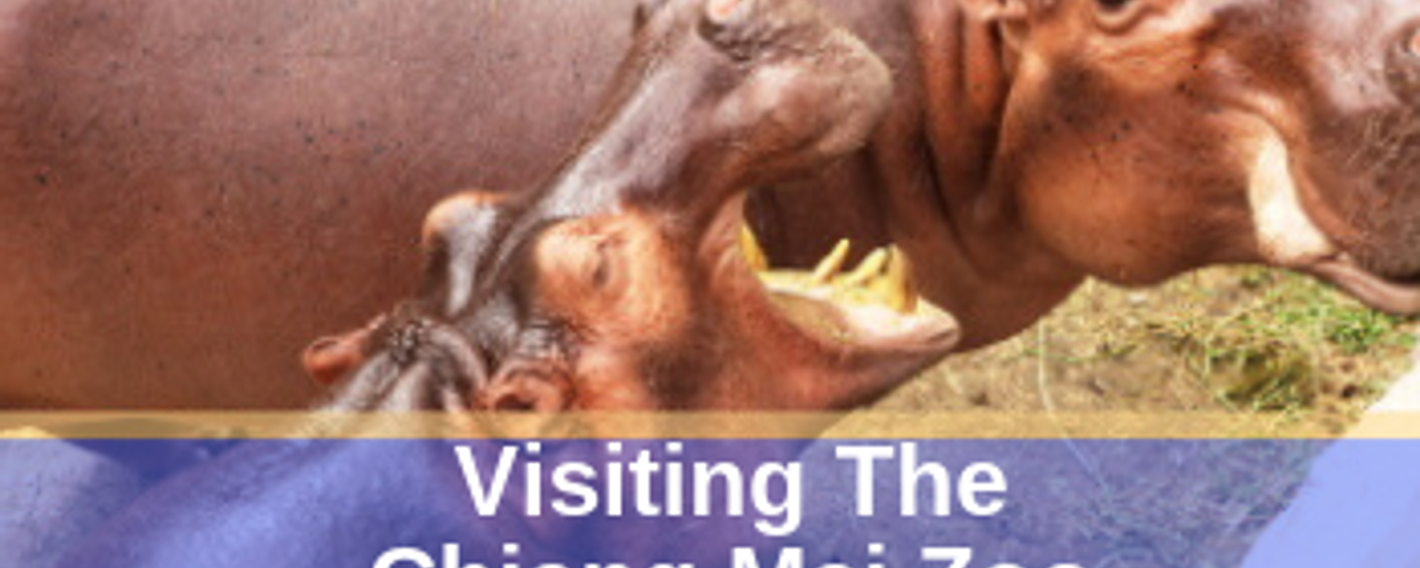 Visiting The Chaing Mai Zoo In Thailand