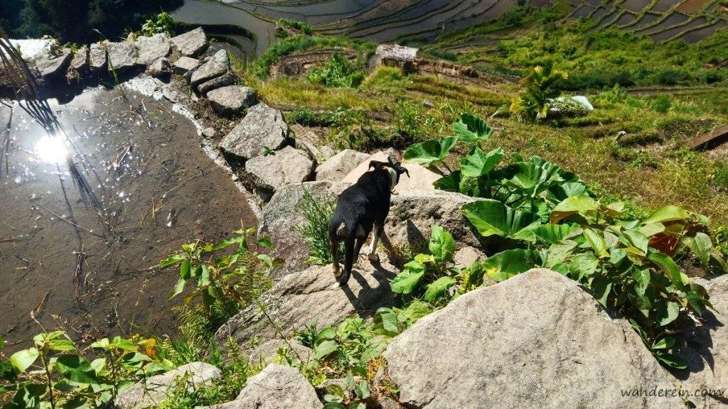 Blackie leads the way down the stone wall