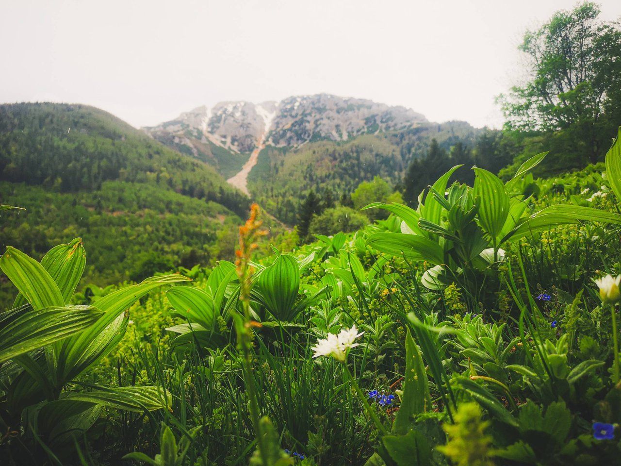 2,076 m / 6,811 ft makes Schneeberg the highest mountain in the Viennese Alps. Photo by Alis Monte [CC BY-SA 4.0], via Connecting the Dots