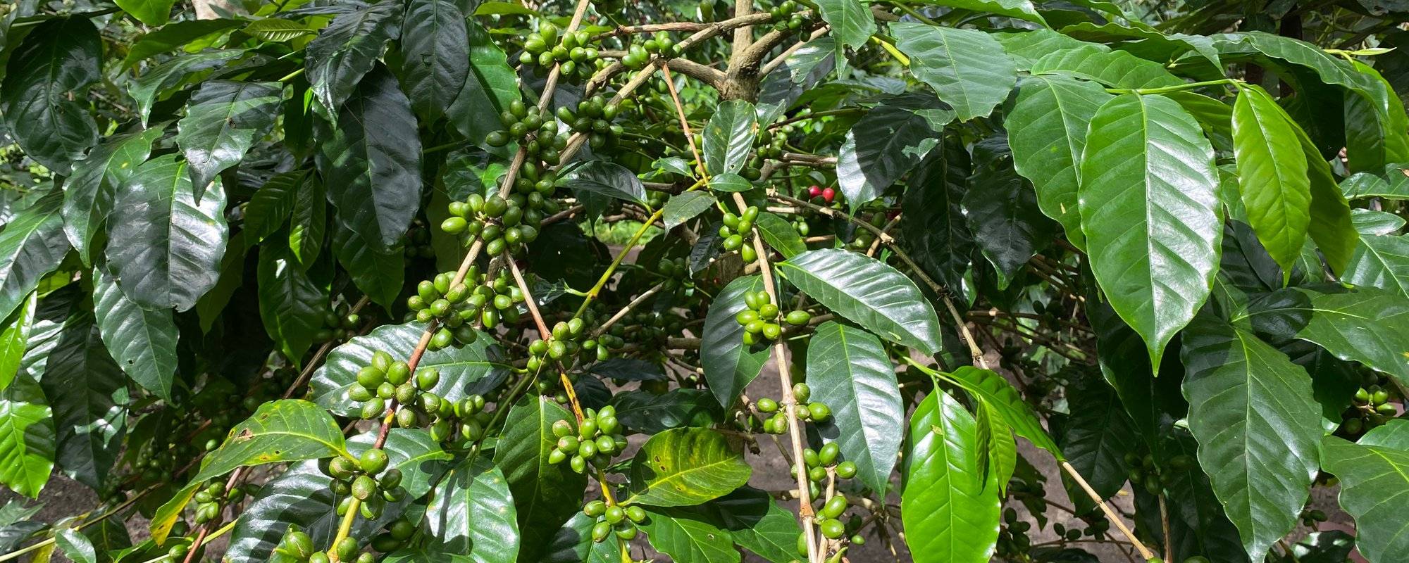 Picking Coffee in the Gayo Highlands