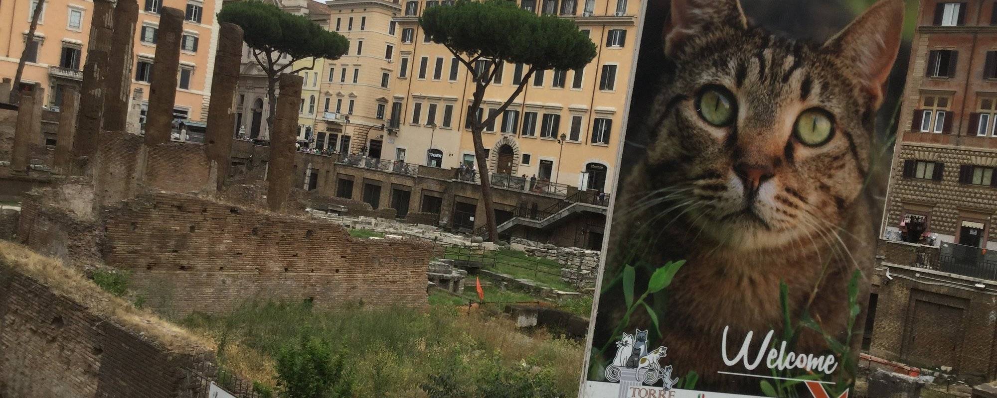 TRAVELMAN ROME, ITALY: Cat Sanctuary Among Roman Ruins