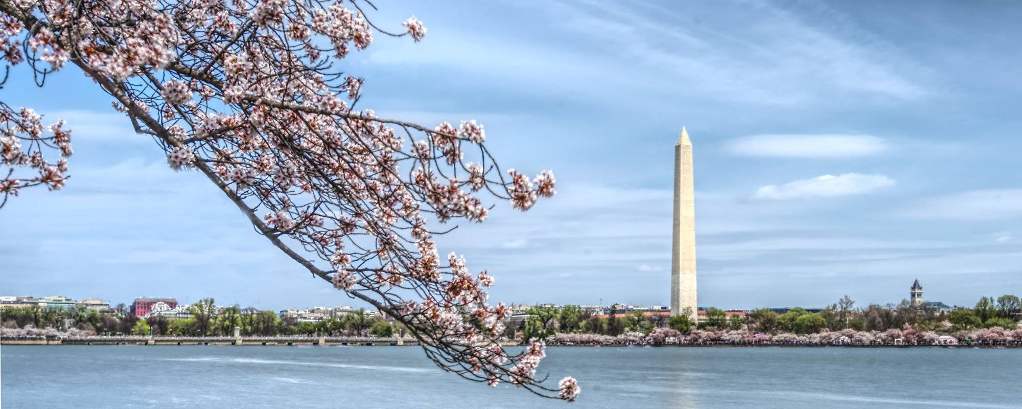 Travel - Visiting the Cherry Blossom Festival in Washington DC