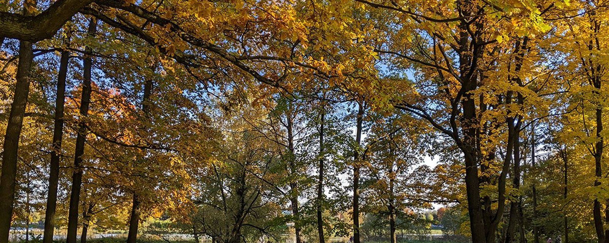 Wednesday Walk  in the suburban park in Strelna