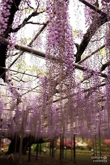 Wonderful wisteria