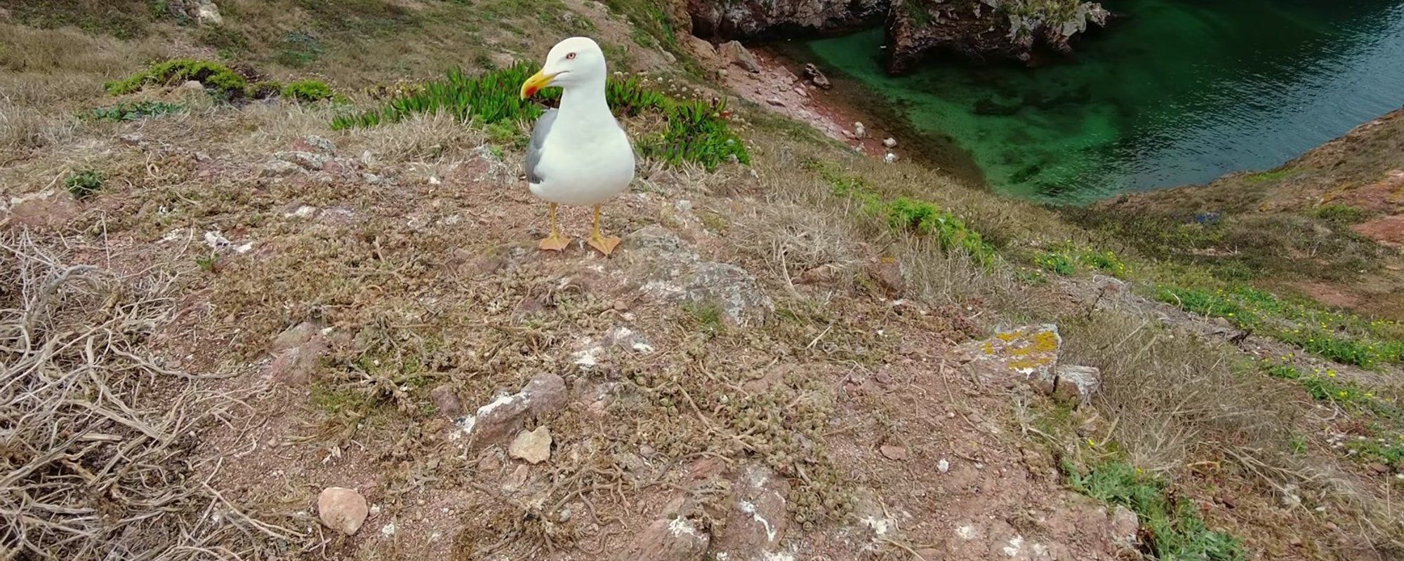 An Adventure in the Berlengas Archipelago, Portugal