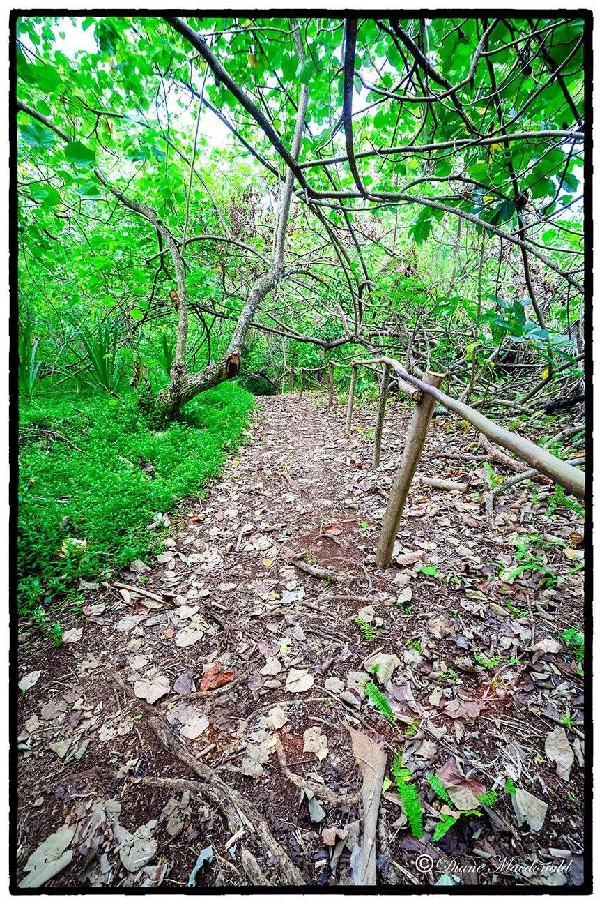 Pathway up hill at Parea, Huahine
