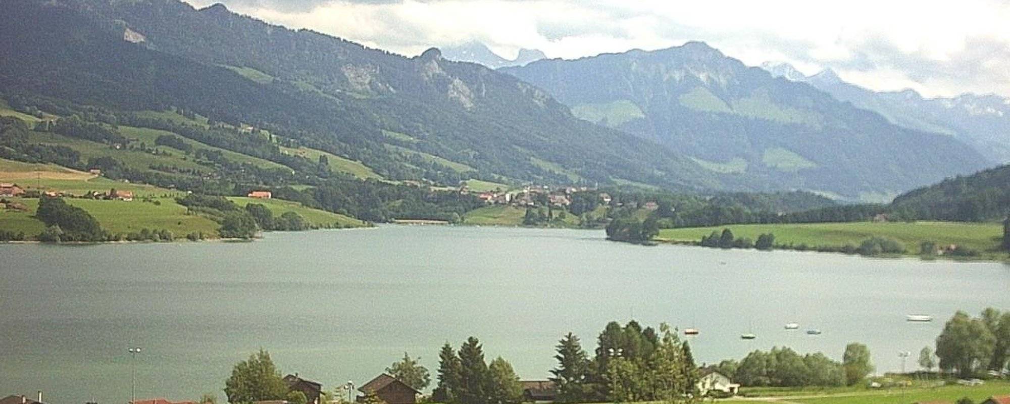 Painted Swiss Cows - Lake of Gruyère