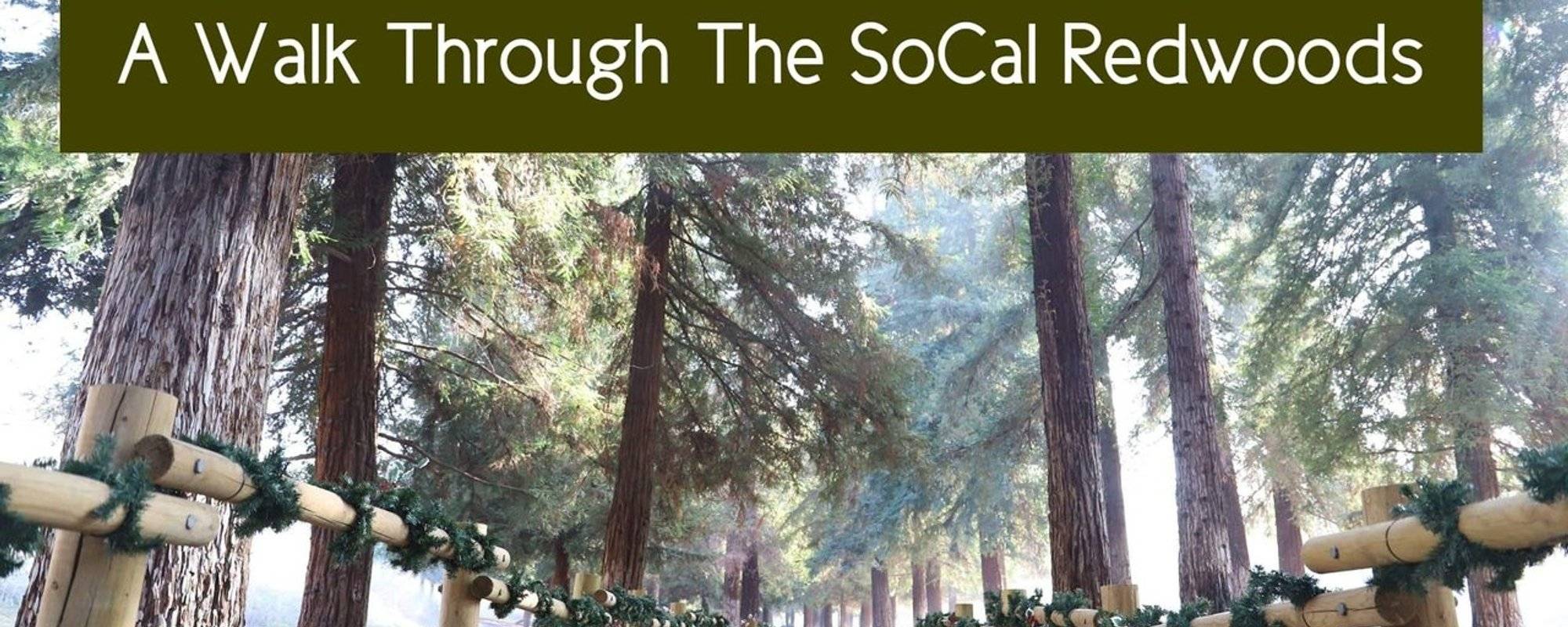 A Walk Through A Hidden Redwood Grove in Southern California